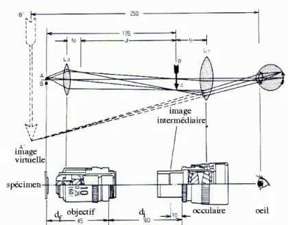 Fig. 2.16 – Sch´ ema d’un microscope optique. Nous pouvons remarquer l’objectif, l’oculaire, les grandeurs d i et d f ainsi que le syst` eme optique ´ equivalent