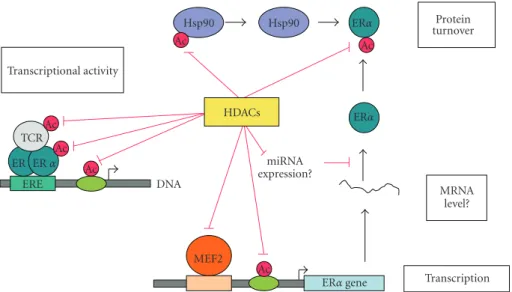 Figure 1: HDAC and estrogen signaling. HDACs are involved in estrogen-genomic mechanisms mediated in part through estrogen response element (ERE) targeting