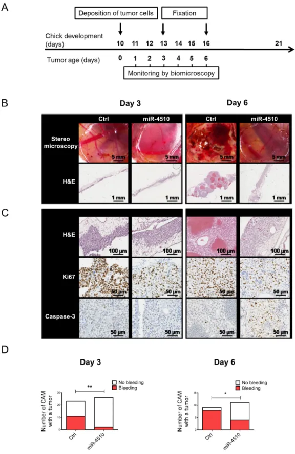 Figure 8: MiR-4510 inhibits HCC tumor development in vivo.  (A) Twenty-four hours after transfection with miR-4510 or Ctrl  miRNA, Huh7 cells were collected and grafted on the chicken CAM