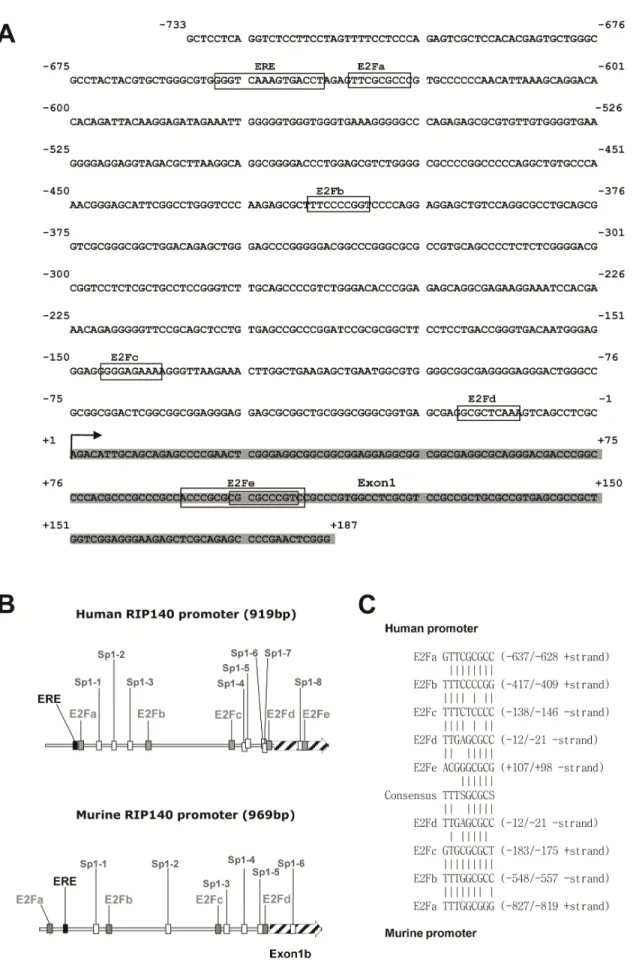 Figure 1. Localization of putative E2F binding sites in the RIP140 promoter. (A) Sequence of the human RIP140 gene promoter region