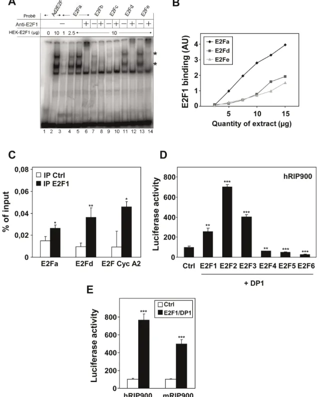 Figure 2. Analysis of E2F1 binding on the RIP140 promoter. (A) Electromobility shift assay was used to analyze E2F1/DP1 binding on the adenoviral E2F response element (Ad2E2F) or on the E2Fa, b, c, d and e sites of the RIP140 promoter (viewed in Figure 1)