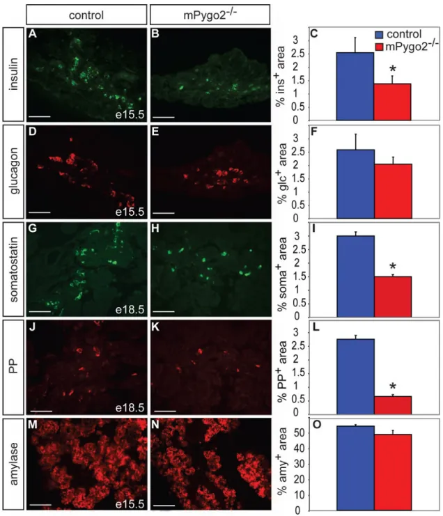 Figure 4. Loss of mPygo2 activity affects formation of late-born endocrine cells (A–C) Insulin immunofluorescence staining (green in A and B) and morphometric