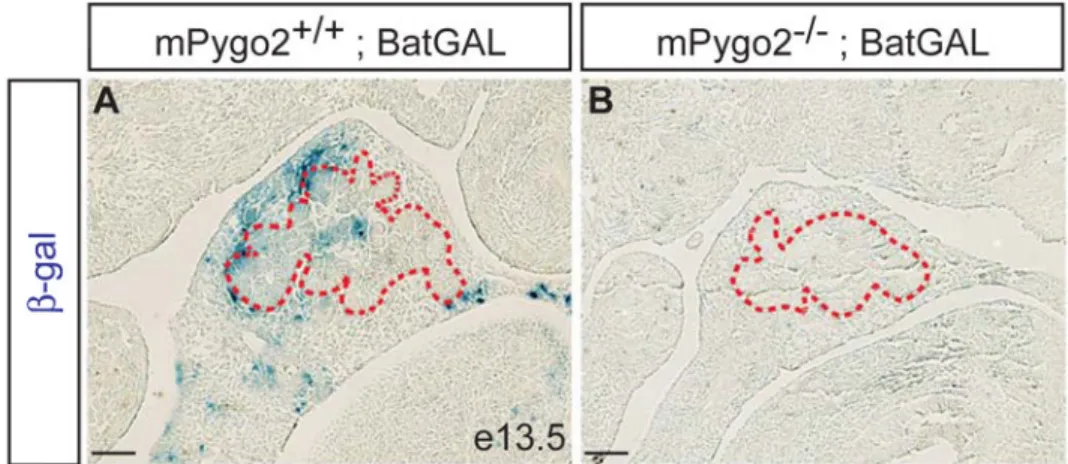 Figure 7. mPygo2 deletion reduces transduction of canonical Wnt signals in the pancreas Pancreatic sections from X-gal stained mPygo2 +/+ ;BatGAL (A) or mPygo2 −/−  ;BatGAL (B) embryos at e12.5