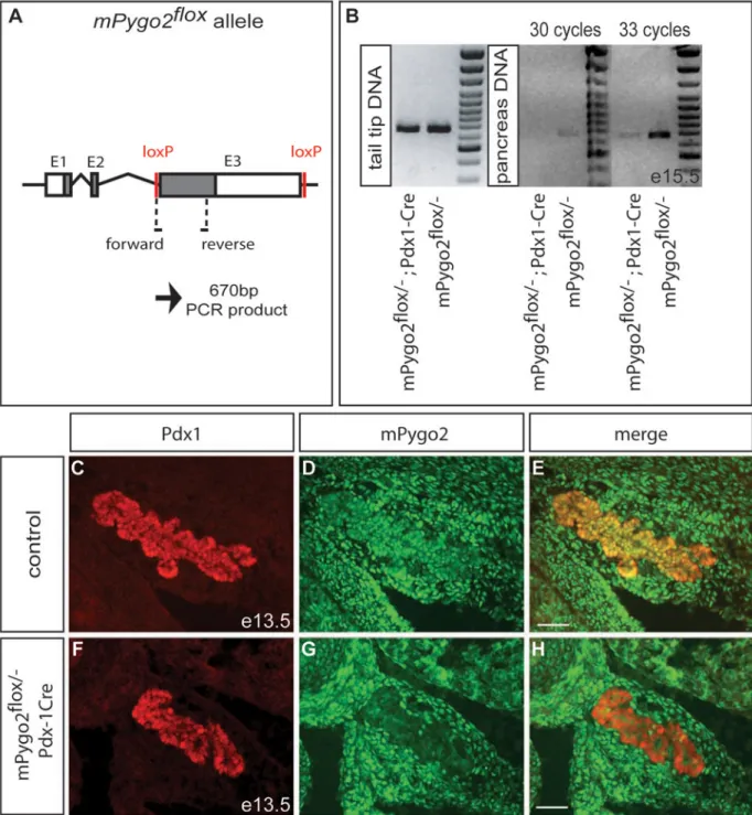 Figure 8. Almost complete absence of epithelial mPygo2 after Pdx1-Cre-mediated recombination of the mPygo2 flox  allele