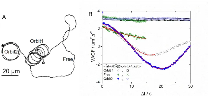 Figure 4. (A) Trajectory of a R P  ≈ 2 µm active colloid orbiting around two GUVs and performing a “free” 