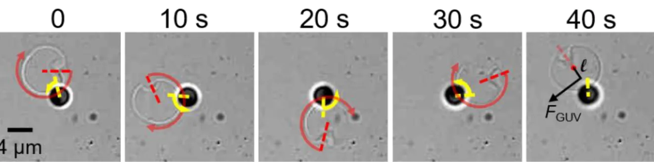 Figure 7. Time lapse images of an R P  ≈ 2 µm active colloid rotating in a CCW direction (yellow arrow) but not  translating and interacting with a GUV, which is both revolving around the Janus colloid and rotating in a CW  direction (red arrow)
