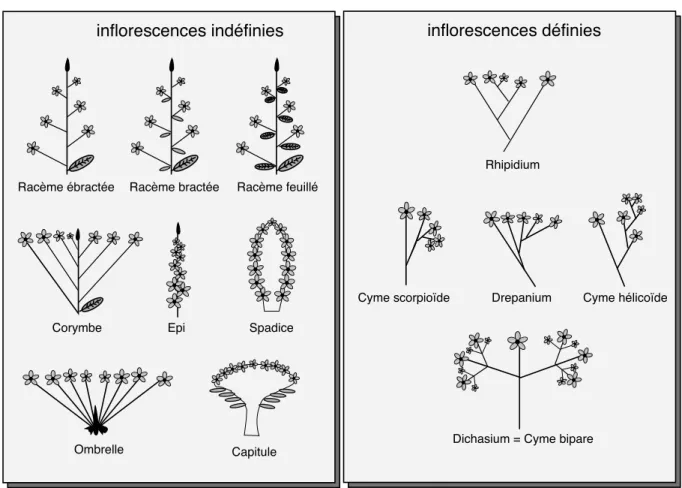 Fig. 2.4 – Deux sortes d’inflorescences : définies ou indéfinies (Roche et al. 2000).