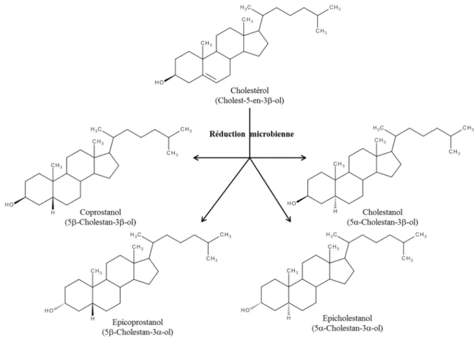 Figure I.6: Formation de quatre stéréoisomères du cholestérol après biohydrogénation suite à la réduction  microbienne dans le tractus intestinal