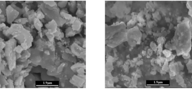 Figure III.5 : Clichés de microscopie électronique à balayage obtenus pour des poudres  synthétisées par C.N.P