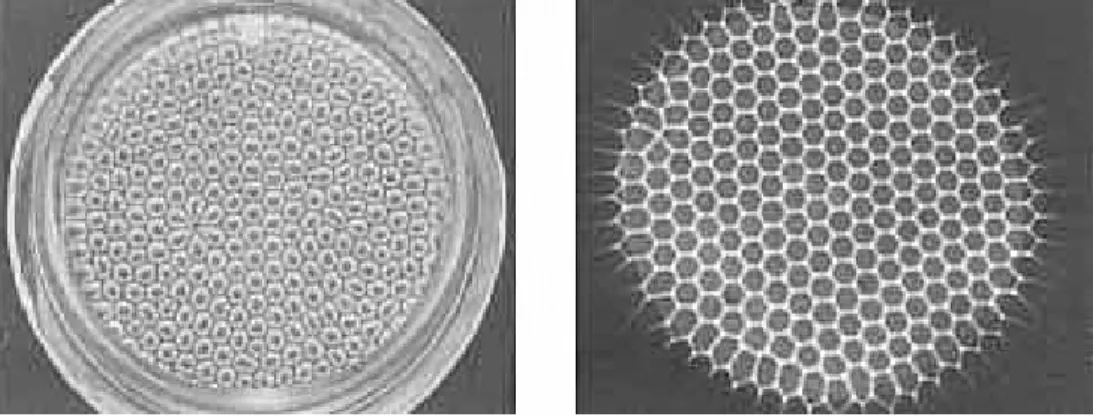 Fig. 1.4 – Cellules hexagonales obtenues dans des conditions similaires `a celles de B´enard observ´ees par Koschmieder et Pallas (47).