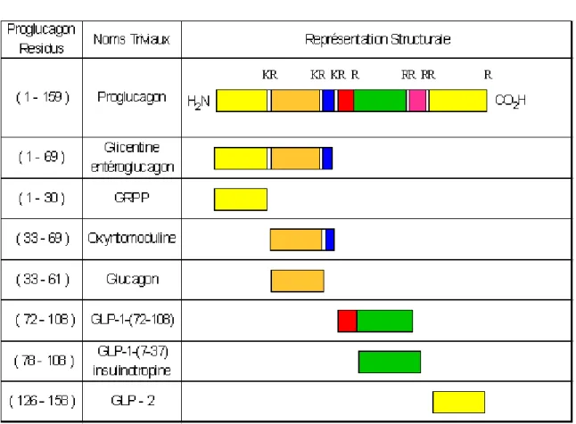 Tableau 1. Principaux peptides issus du proglucagon, par l’action de protéases, dans les cellules alpha- alpha-pancréatiques, et les cellules L intestinales