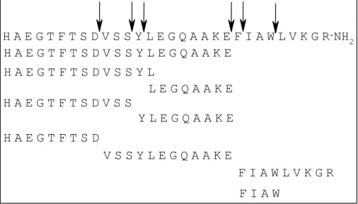Tableau 4. Séquences des fragments générés par action de la NEP 24.11 sur le GLP-1-(7-36)