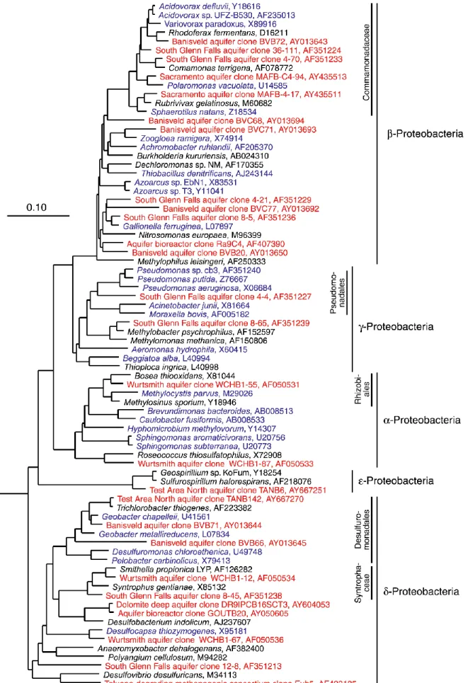 Figure 1.4 Arbre phylogénétique des Proteobacteria montrant l’affiliation de genres fréquemment isolés ou  de  souches  originaires  d’eau  souterraine  (en  bleu)  et  de  séquences  environnementales  bactériennes  d’ARNr16S détectées à partir d’échantil