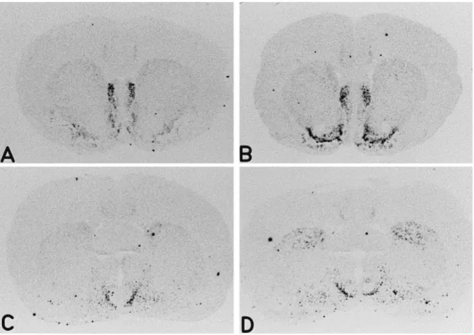 Fig.  2.  Effects  of  chronic  cocaine  administration  on  NT  mRNA  expression.  Rats  were  treated  chronically with cocaine (15 mg/kg i.p