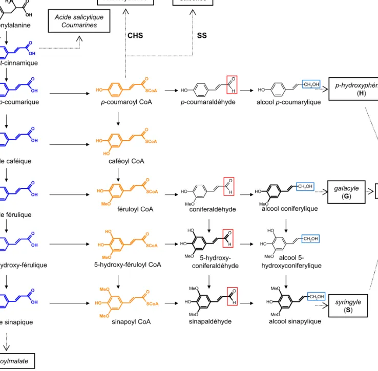Figure 5. Représentation simplifiée du métabolisme des phénylpropanoïdes. Les principaux intermédiaires  métaboliques sont présentés; les étapes enzymatiques seront décrites ultérieurement.