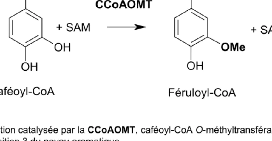 Figure 27. Réaction catalysée par la CCoAOMT, caféoyl-CoA O-méthyltransférase : méthylation de la fonction  hydroxyle en position 3 du noyau aromatique.