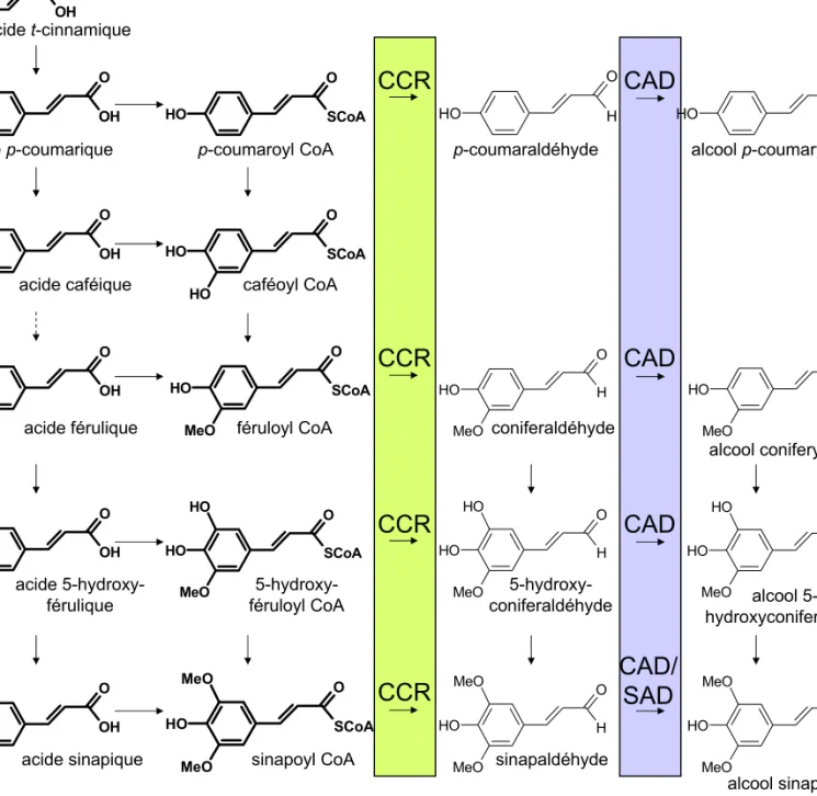 Figure 34. Position des enzymes spécifiques de la voie de biosynthèse de la lignine.