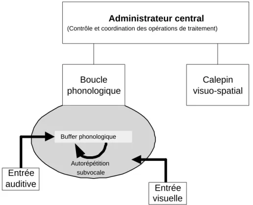 Fig. 2.4 – Mod` ele de la m´ emoire de travail de Baddeley et Hitch (Roulin, 1998)