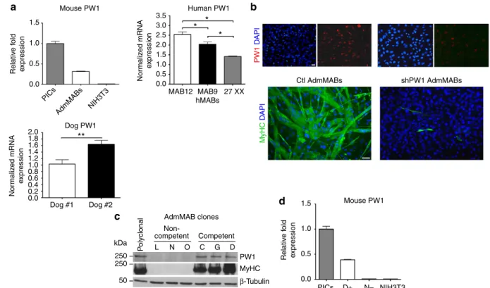 Figure 1 | Silencing of PW1 interferes with mesoangioblasts (MABs) muscle differentiation