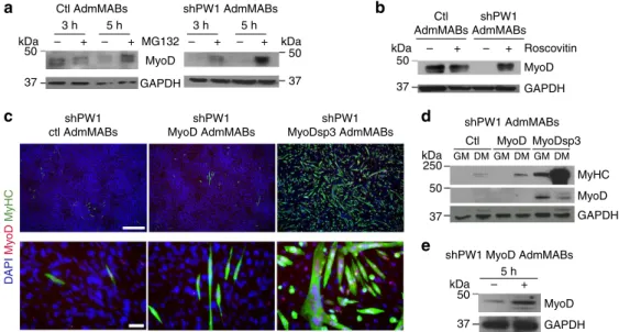 Figure 3 | Silencing of PW1 leads to MyoD degradation via cycE/Cdk2-proteasome-dependent pathway