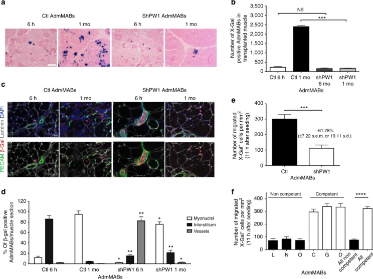 Figure 5 | Silencing of PW1 impairs mesoangioblast ability to cross the vessel wall. (a) Eosin and X-Gal staining on serial transverse sections of gastrocnemius muscle of transplanted scid-mdx mice, 6 h and 1 month (mo) after intra-arterial injection of n-