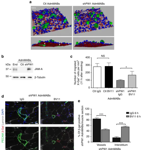 Figure 6 | Impairment of JAM-A rescues the shPW1 AdmMABs transmigration in vitro and in vivo