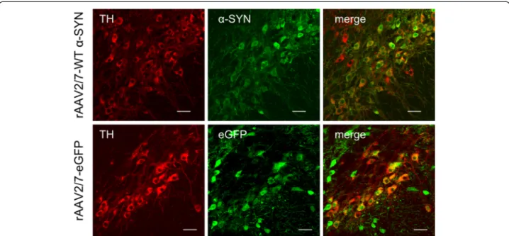 Figure 2 High transduction efficiency of mouse dopaminergic neurons with rAAV2/7-WT α -SYN and rAAV2/7-eGFP