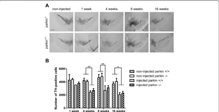 Figure 5 A low dose of rAAV2/7-WT α -SYN induces similar dopaminergic degeneration in parkin −/− and parkin +/+ mice