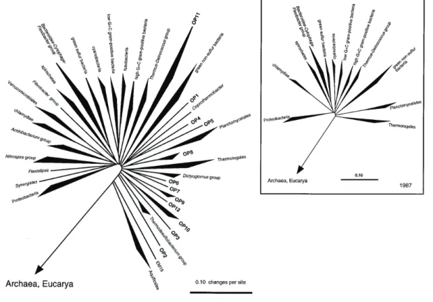 Figure I-3  : Représentation en diagramme radial de l’étendue phylogénétique connue du règne es en 1987 (Woese, 1987) (dans l’encart) et en 1998 (Hugenholtz et al., 1998)