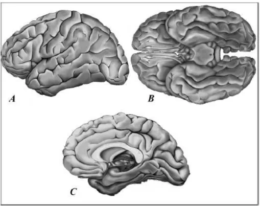Fig. 2.2 – Illustration montrant les trois faces des hémisphères cérébraux. (A) face supéro- supéro-latérale ; (B) face inférieure ; (C) face médiane