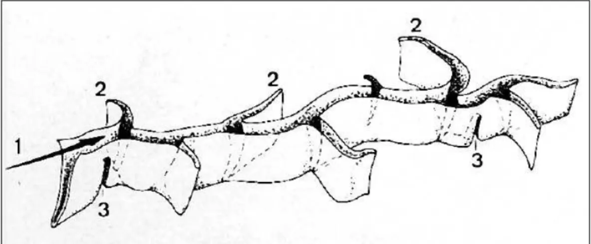 Fig. 2.3 – Illustration représentant la forme d’un sillon en profondeur. D’après [Ono 90].