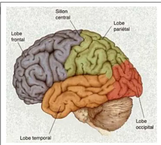 Fig. 2.4 – Les lobes cérébraux. D’après http://www.medecine.unige.ch/ ∼ bertrand/cours1/anatomie.