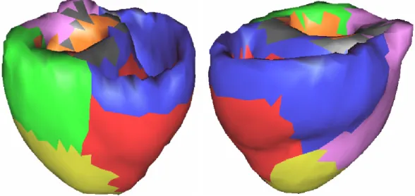 Fig. 3.12 – Zones anatomiques obtenues ` a partir de la segmentation du myocarde r´ ealis´ ee par le Visible Human Project.
