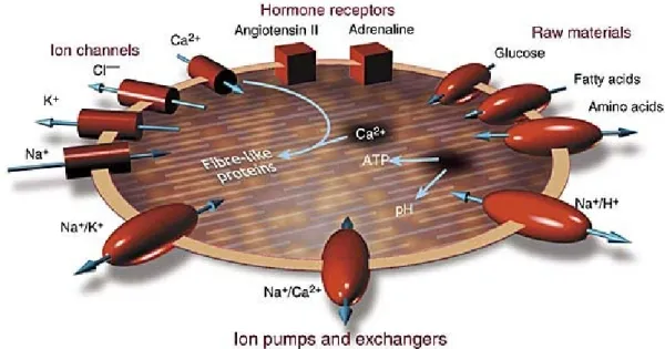 Fig. 4.1 – Sch´ ema d’une cellule cardiaque avec ses canaux ioniques, ses r´ ecepteurs et ses transporteurs ( New Scientist, http://www.newscientist.com/).c