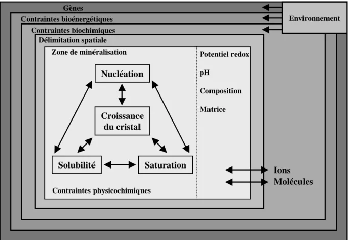 Figure n° 1: La minéralisation biologiquement contrôlée (d’après Mann, 1988).
