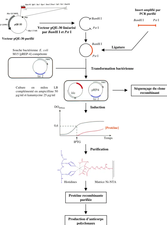 Figure n° 13: Stratégie utilisée pour la production de la protéine recombinante puis des anticorps polyclonaux.