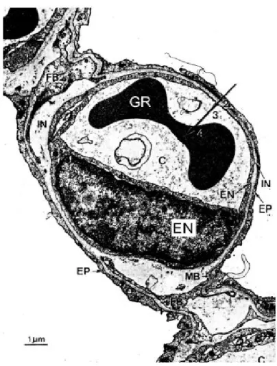 Figure II.5 Photographie en microscopie électronique de la membrane alvéolo-capillaire [38] 