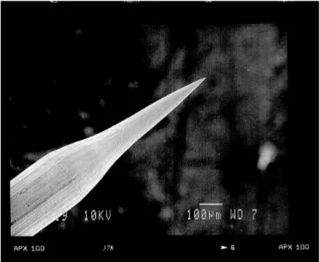 Fig. 2.6 – Photo de microscopie ´electronique `a balayage d’une pointe en tungst`ene obtenue par attaque ´electrolytique.