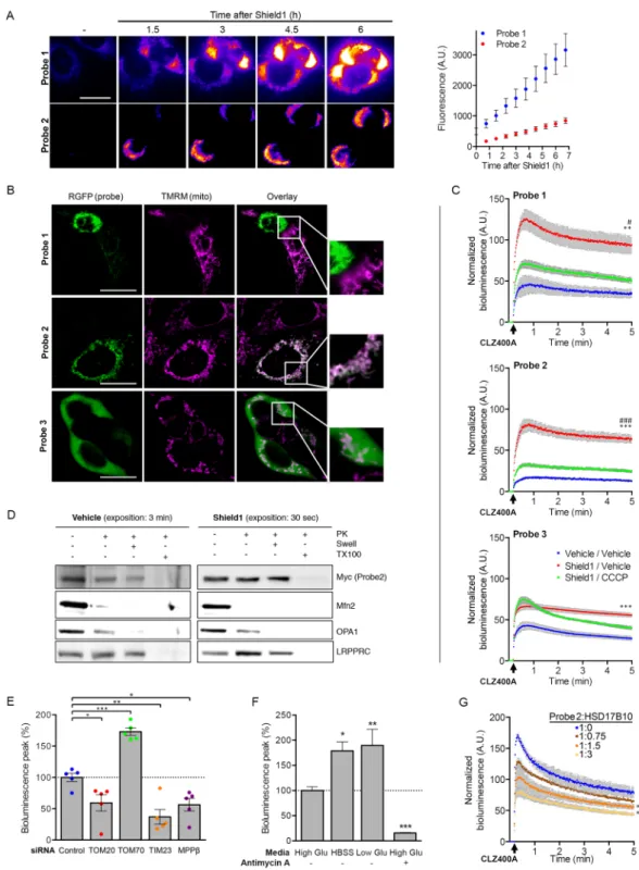 Figure 2.  Validation of the probes for the assessment of the presequence import pathway in living cells