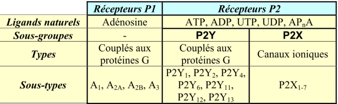 Tableau 1 : Classification des récepteurs aux purines et aux pyrimidines.  