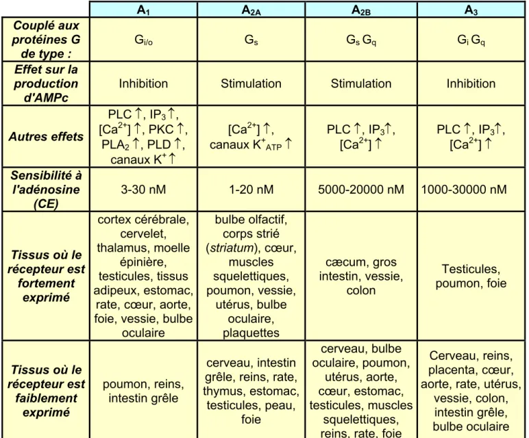Tableau n°2 : Classification, propriétés et distribution des récepteurs P1 à l'adénosine chez le  rat