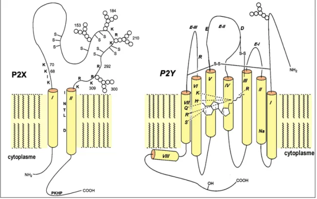 Figure 2: Représentation schématique de la structure des récepteurs P2X et P2Y. Les acides  aminés conservés qui participent à la fixation des ligands ou à la conformation des récepteurs  P2X et du récepteur P2Y 1  humain sont indiqués