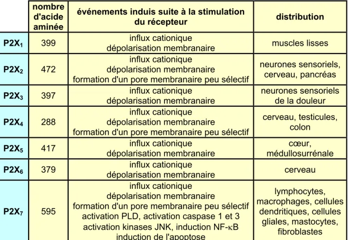 Tableau 4 : Classification, propriétés et distribution des récepteurs P2X. 