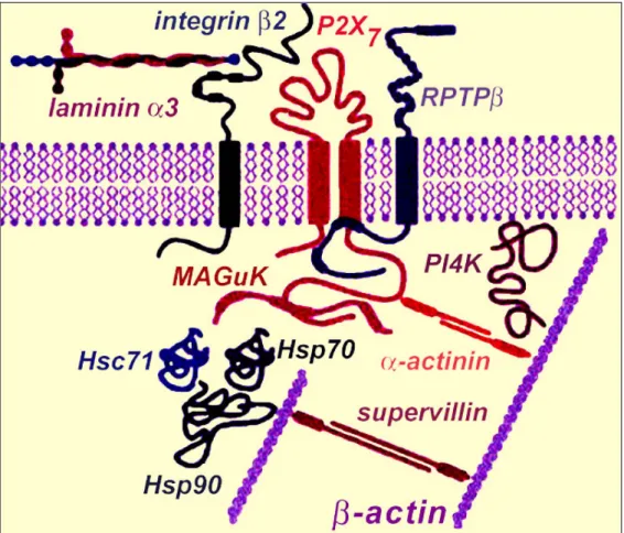 Figure 3: Représentation schématique du complexe protéique impliquant la protéine P2X 7 