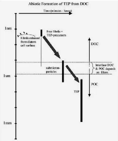 Figure 2  : Concept de la formation abiotique des particules exopolymériques  transparentes (TEP) à partir de leurs précurseurs