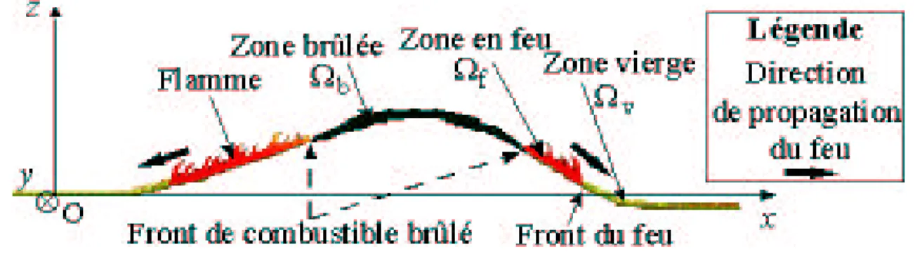 Fig. 1.6 – Vue de coupe de la strate de broussaille en pr´esence de feu