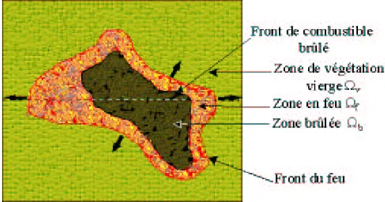 Fig. 1.8 – Vue de dessus de la strate de broussaille (pr´esence de feu)