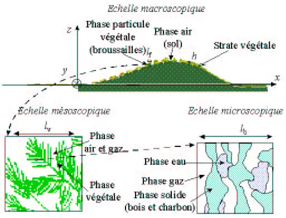 Fig. 1.13 – La phase particule v´eg´etale vue `a trois ´echelles de description diff´erentes