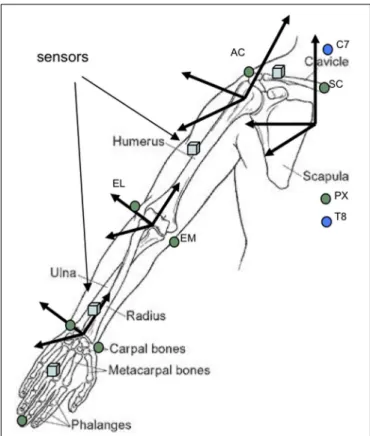 FIGURE 5 | Location of upper limb movement sensors and calculation of joints using the CAST method (calibrated anatomical system technique)