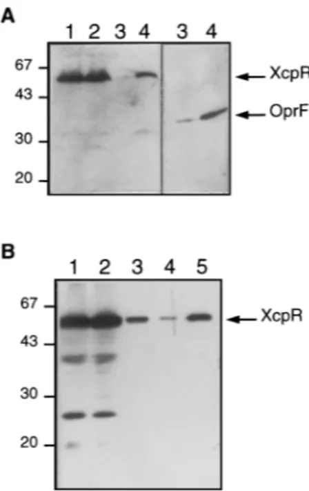 FIG. 2. Subcellular localization of XcpR in P. aeruginosa. Soluble and mem- mem-brane fractions were prepared as described in Materials and Methods